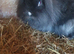 one black girl  rabbit for sale