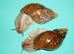 PANTHERA "GOLD" GIANT AFRICAN LAND SNAILS (5.5cm)