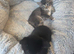 2 kittens ready to leave now