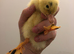 Ducklings