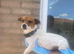 Traditional miniature Jack Russell