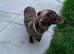 Dachshund boy