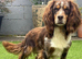 Working Merle Cocker Spaniel For Stud