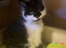 Domestic shorthair kitten for sale