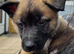 Belgian Malinois x German Shepherd