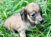 KC reg, English cream Miniature Dachshund puppies