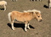 Registered miniature Shetland colt foals