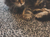 Maine coon x Scottish straight(URGENT)