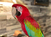 Beautiful handreared super tame Macaw