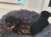Yorkshire terrier puppies