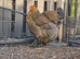 Brahma hens, NOW LAYING, garden chicken