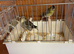 Siskens pair 2026 bbc rung
