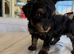F2 cockapoo puppy&rsquo;s