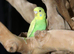 Baby Love birds,3