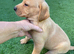 Labrador retriever puppies only 2 boys left