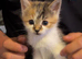 5 Loving Kittens Ready for Forever home:)