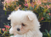 Asian Toy Poodle Maltipoo puppy