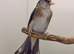 2025 blue mule nice singing bird