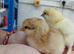 Wheaten Marans &ndash; Hatching Eggs