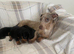 Longhair dachshund