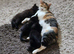 Cute kittens 2 boys
