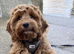 Cockapoo mixed Breed dog