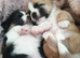 Jack-chi puppies