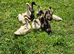 Indian Runner Duck ducklings