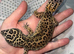 Super Giant (M) Jungle Leopard Gecko