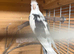 Proven male cockatiels dnd sex