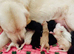 Mesmerizing golden doodle baby's