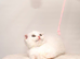White Pure Scottish Fold Kitten – £600