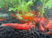 Red neocardinia (cherry shrimp)