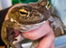 CB24 BUFO ALVARIUS