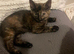Beautiful kittens