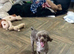 sweeny is a chocolate toy poodle boy , hes a proven stud boy