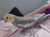 Hand tame male cockatiel