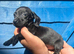 Miniature dapple dachshunds