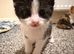6 Beautiful Kittens (4Left)