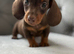 LC Reg male dachund
