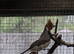 Red-Crested Cardinals dna pr