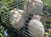 Bunnies ready for new home,Purebred Netherland Dwarf
