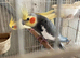 Pair Cokatail