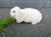 Mini plush lop