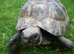 Adult Hermanns Tortoise