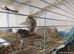 Available Coturnix Quails Pick one male and 2 females £16 for the trio different colours over 4 weeks old