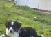 Gorgeous Border Collie Puppies