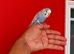 super silly hand tamed baby budgies
