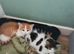 Kittens for sale lovely colours male female ready for there for ever home