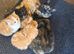 British Shorthair cross Persian fluffy boy kittens